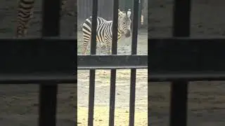 #Zebralove #zebraanimals #shorts #viralvideo #animals #reels #short #viralshorts #ytshorts  #zebra