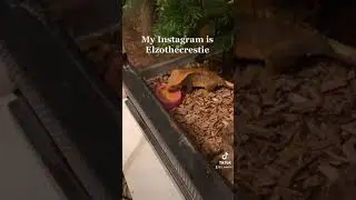 Crested gecko#reptile#lizard#reptilesofinstagram#reptileexpo#gecko#pangea