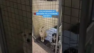Volunteering at Niagara Falls Humane Society   Adopt don&rsquo;t shop! #niagararealtor #shelterdogs