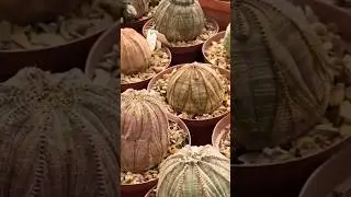 I'm OBSESSED with Euphorbia Obesa,