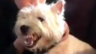 Funny Angry Dogs Barking And Growling Compilation 2014 - Dog Barking Videos