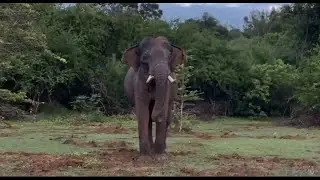 Tuskers Nandimithra, Rawana, and Animals යාල දී නන්දිමිත්‍ර, රාවණා දළ ඇතුන්