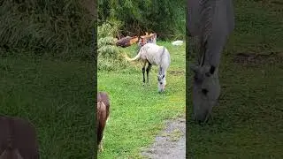 Pensa num bicho esperto &eacute; esse turbo, 😁🙏🏻👏🏻#horses #montaria #animais #passeio #cavalos