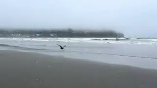 Foggy Morning on the Oregon Coast | Seaside, Oregon 🌊 (Real-Time, No Loop)