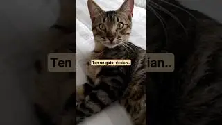 Ten un GATO, dec&iacute;an 🙄 #cat #afterbattle