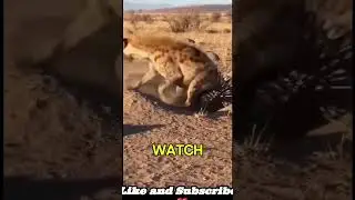 Hunters Nightmare👿😬 #animals #viralshort #youtubeshorts #commentary #wildlife