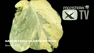 Monstera Sports: The Many Faces of the Monstera Masterpiece