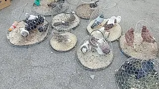 SAUDI ARABIA PIGEON MARKET (LIVE STREAM)