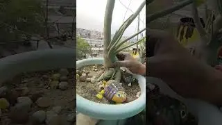 Blooming Adenium Plant In Summer Season | Adenium Plant Care