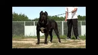 Black presa canario