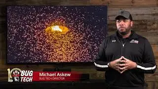 Termite Swarming Season
