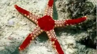 Life Under Sea - Sea Lovers