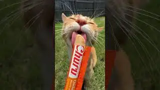 Beat the heat with a popsicle treat #summer #cattreat #catshorts #asmr