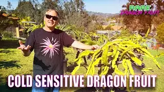 COLD SENSITIVE DRAGON FRUIT VARIETIES  ( Kathie Van Arum, BLACK DRAGON and More )