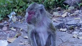 An old and slow monkey, the loner #cutemonkeyvideo #monkeylife #Wildlife