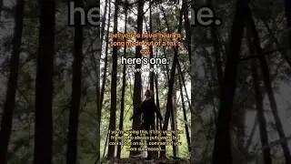 what does a song made from a FOX sound like? (song is FOXCRY)