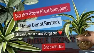 Новости о новых растениях в магазине Big Box Store Home Depot