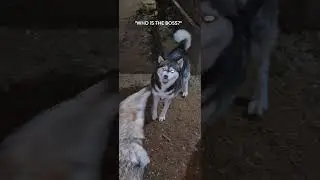 ALPHA CLASH: Wolf vs Husky vs Wolfdog #shorts #wolf #fight #nature #2100