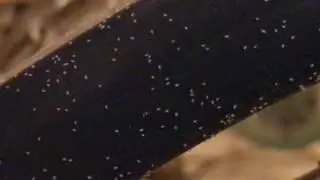 Tons of Grain/Mold Mites on Birdcage