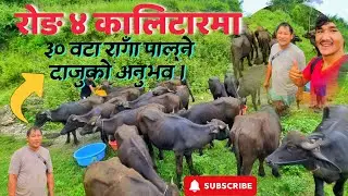 रोङ ४ कालिटारमा दाजुले एउटै घरमा २८ / ३० वटा राँगा पाल्नु भएको अनुभव।के साँच्चिकै पाल्न सम्भव छ त?