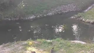 Anatidae - Ducks Invasion 5