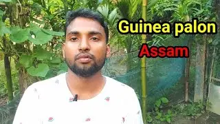 Guinea,Kadaknath,Silky Palon in Assam / Assam Agro Channel