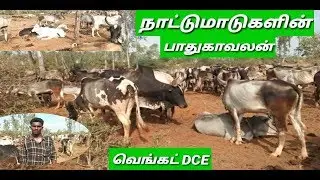 நாட்டு மாடுகளின் பாதுகாவலன்