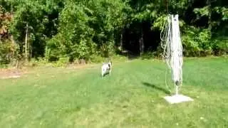 Slow-mo Tomahawk AND Half of a Dead Groundhog!