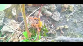 Beautiful Wasps Spotted Near the Reef,Rare Insect Encounter in PNG
