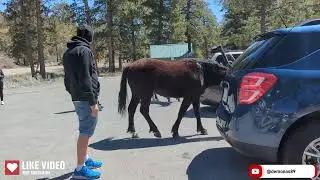 The Wild Horses of Kyle Canyon Nevada USA