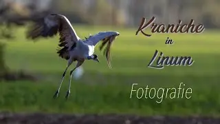 Kraniche - Fotografieren in Linum