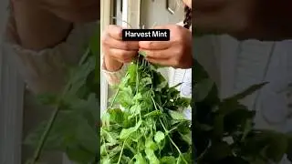 Mint Harvesting | Easy Air Drying Technique For Tea Tincture Cocktail Mix #mint #gardentotable