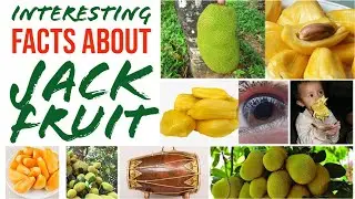 INTERESTING FACTS ABOUT JACK FRUIT | ENGLISH | SCIENCE TEACHER