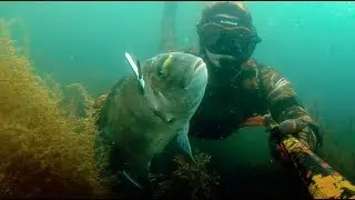 Les dorades Royale en Bretagne - Chasse sous marine 2019