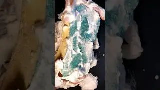 Big sponge ripping with shaving cream #spongeripping #rippingsponge #oddlysatisfying #spongeasmr