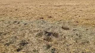 Swath grazing and feeding hay in the field