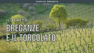 Il Torcolato e gli altri vini di Breganze | Tannico Flying School