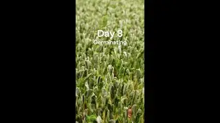 A closer look at how we grow our pea microgreens&mdash;from seed to harvest