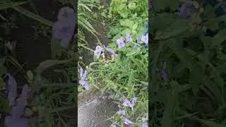 Tradescantia virginiana and rain / Традесканція віргинська і дощ #flowers #garden