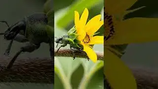 Nature's Camouflage: The Sunflower-Weevil Transformation  #wildlife #disguise #shorts
