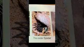 This spider hunts with JUMPSCARES