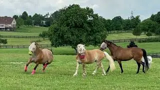 GG Equine: Fitness, Forage, and Friends