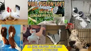 Fir aa gaye new stocks 😍##exotic #chicken #birds #pheasant #ducks #collection #available #kabutar