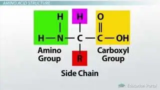 1 How Amino Acids Form Protein