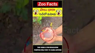 😱దేవుడి లీల😱 Milk like water in temple #factsintelugu #amazingfacts #zoofacts #shorts