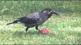 P&auml;hkin&auml;hakki (Nucifraga caryocatactes)
