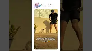 🤡🤡 #shortvideo #pets #short #shortdogs #engra&ccedil;ado #shorts #viralvideo #fy #viral #dog