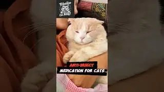 Anti-insect medication for cats #funniestcats #shortvideo #catshorts #viralcat #kitten #shorts