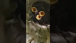 Myena Babies in Cave Nest 🐣😘 #shorts #birds #mynabirds #cavenest #mohsin7680 #nature #trending #wild