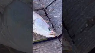 Hooked on the thrill of the bite❗️landed this beauty off the offshore angler swim bait #fishing